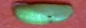 Pupae